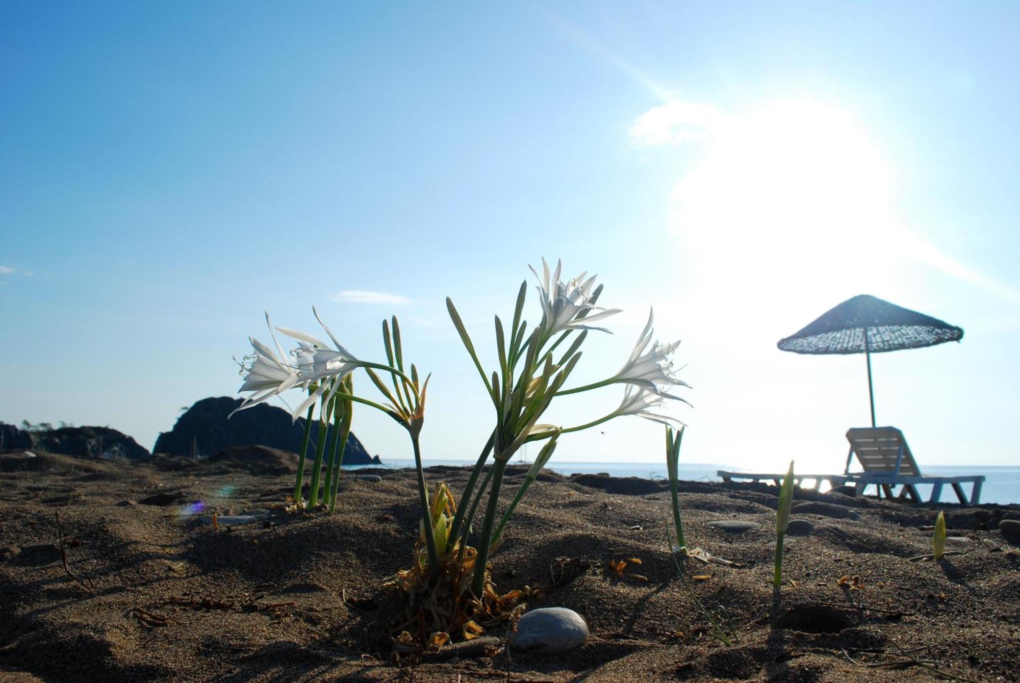 Ugur Pansiyon Bungalows Çıralı Exterior foto