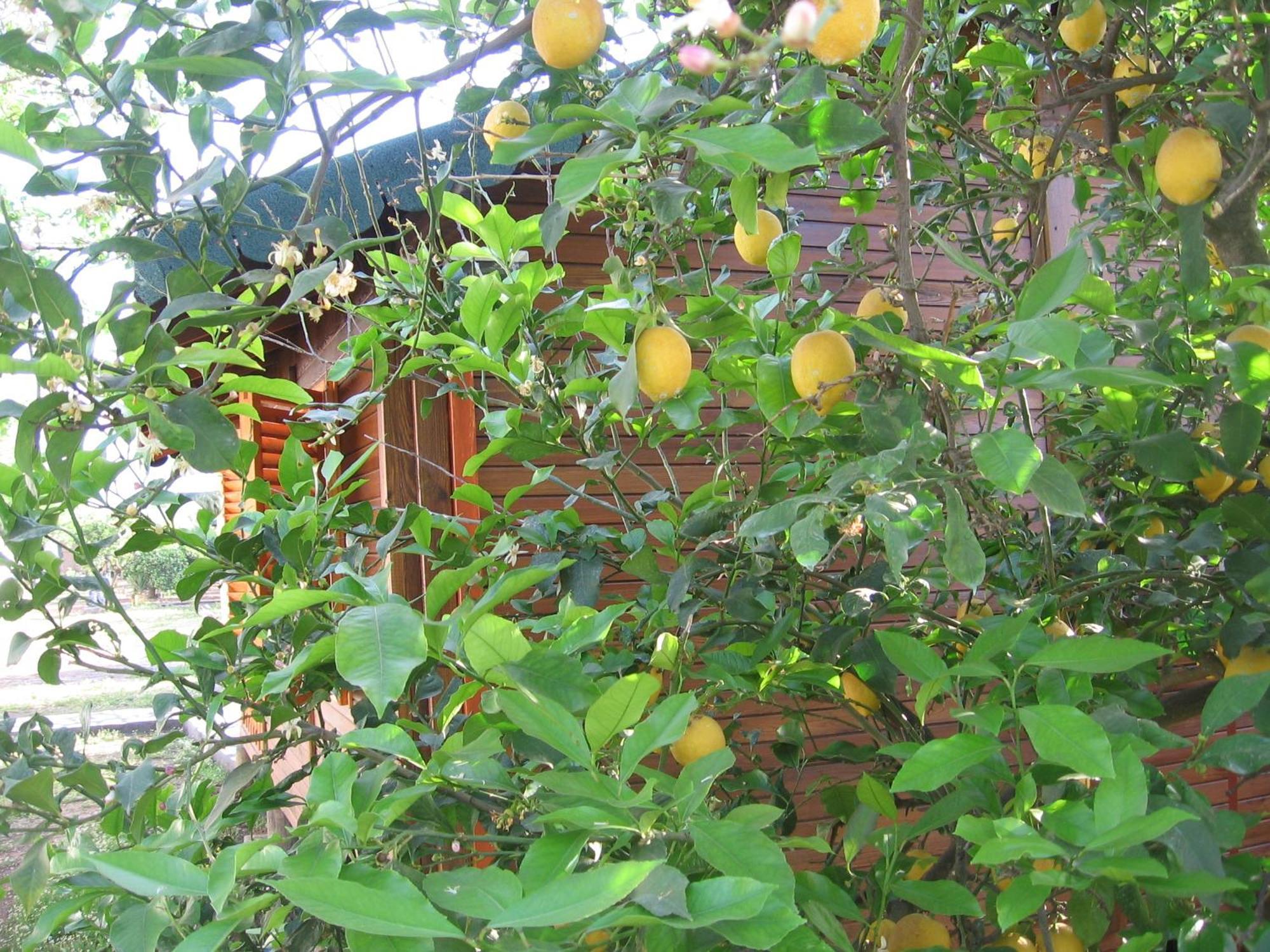 Ugur Pansiyon Bungalows Çıralı Exterior foto